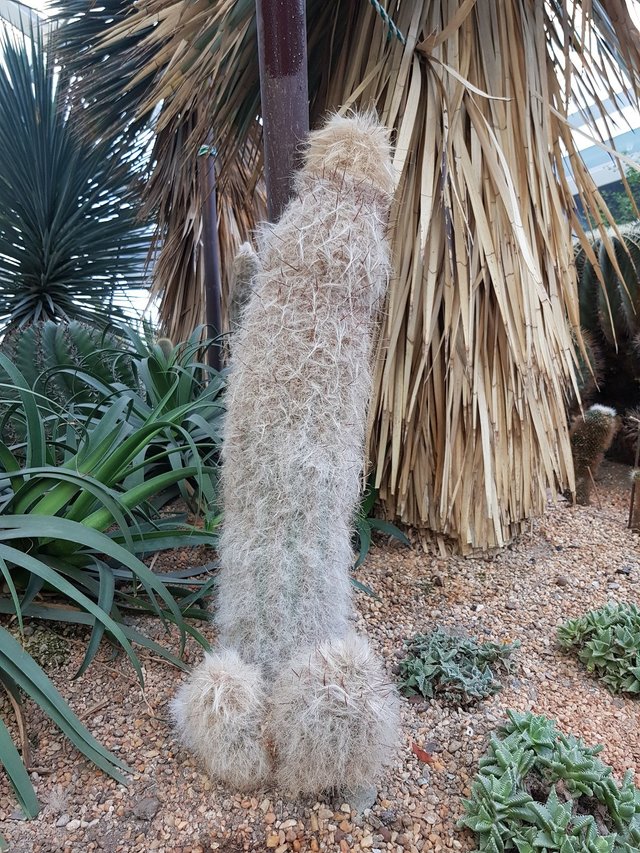 fav cactus.jpg