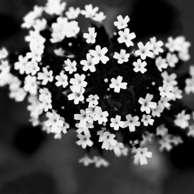 luca brogi photographer 000091.jpg