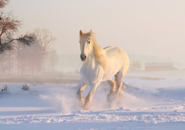 white-horse.jpg