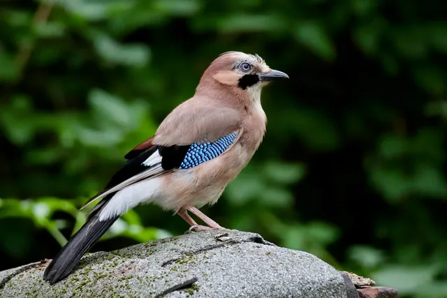 jay-9681272_1280.web