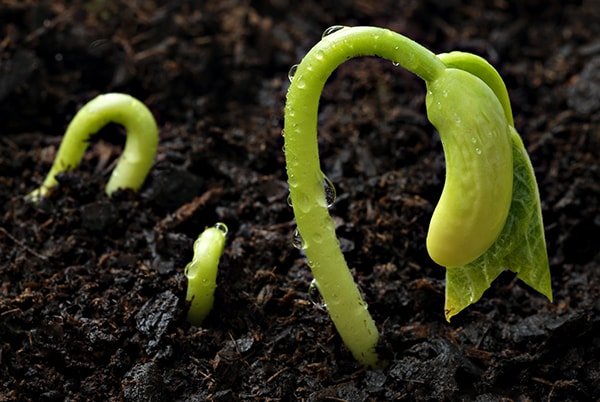 germinating_seed-min.jpg