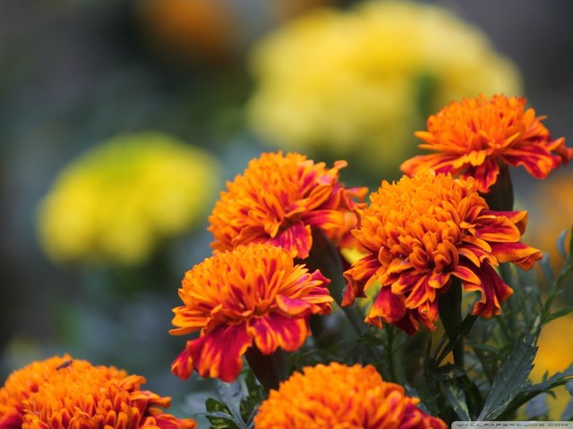 marigold_5-wallpaper-1024x768.jpg