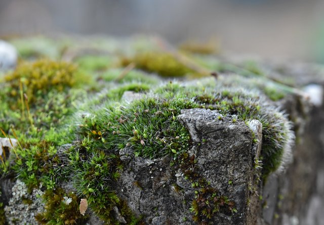 Moss on stone 3.jpg