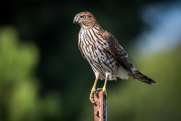 800px-Cooper's_Hawk_(juvenile)_(30635567671) crop.jpg