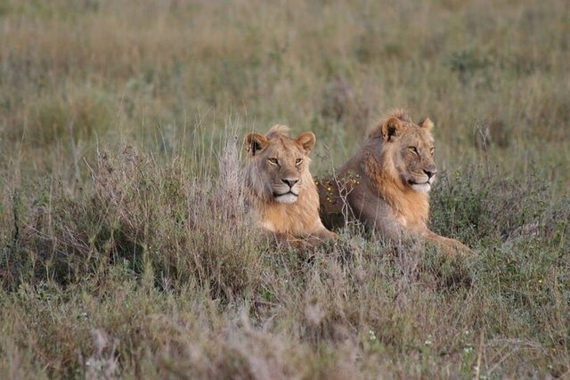 Top 7 Tanzania Safari Attractions You Must Visit Now.jpg
