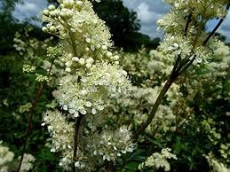 filipendula2.jpg