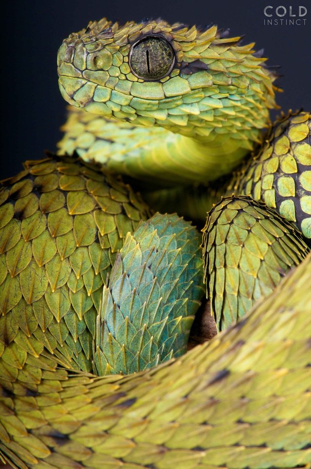 matthijs-kuijpers-cold-instinct-Atheris-hispida.jpg