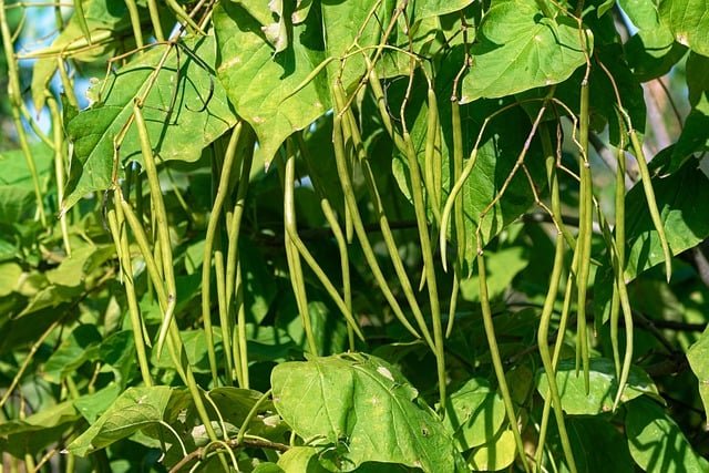 string-beans-8997400_640.jpg