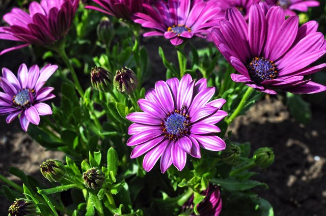 African Daisy1.jpg