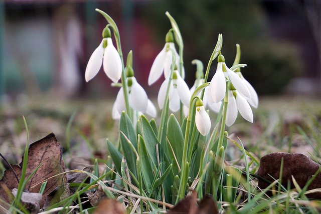 Snowdrops_5_s.jpg