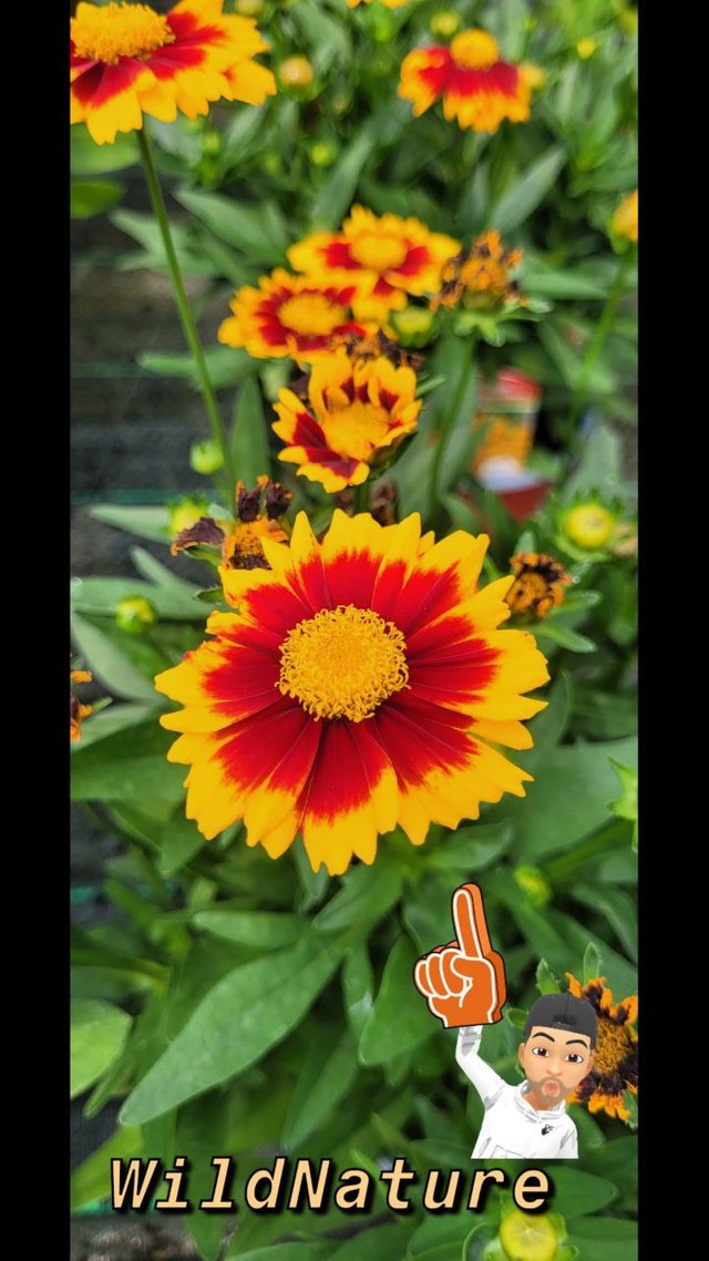 Coreopsis grandiflora 1.jpg