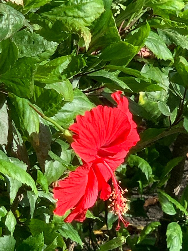 flower120.jpg