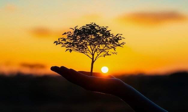 hand-holding-tree-front-sunset-tree-is-small-sun-is-setting-background-concept-peace-tranquility-as-tree-sun-create-serene-calming-atmosphere_1086261-5111.jpg