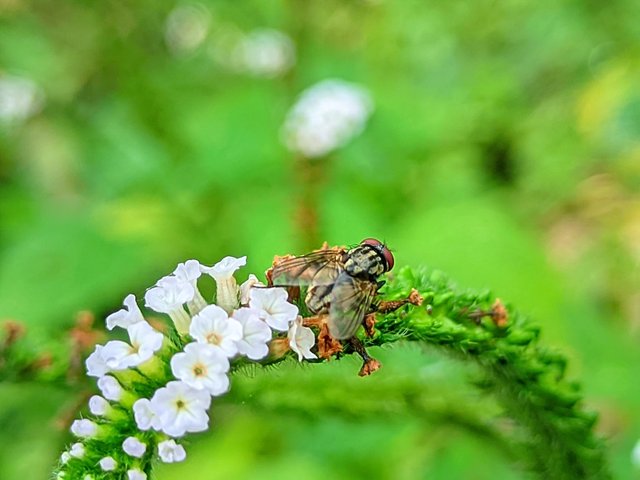 RIYAN_20250515_125328_🦋Macro Bee pro.PORTRAIT.jpg