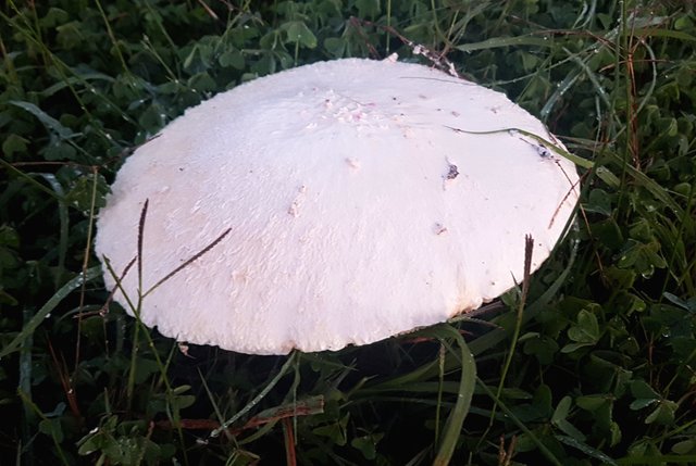 mushroom1.jpg