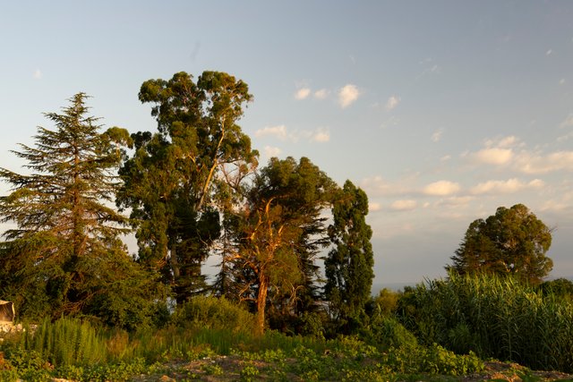 DSC05995.jpg