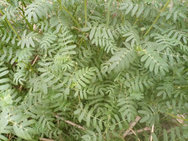 IMG_20250708_150804_725.jpg