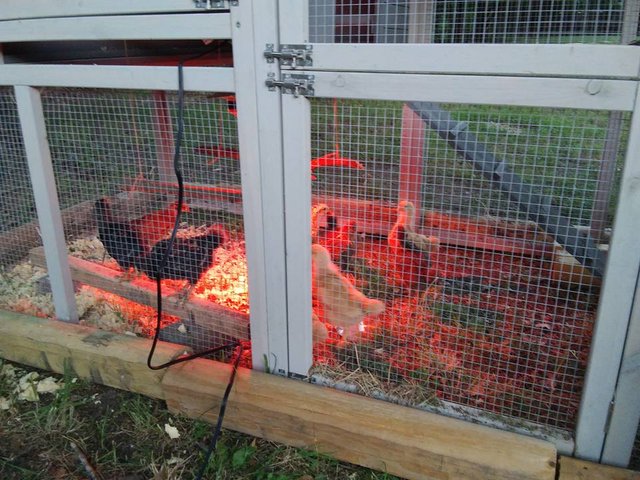 chicks 5.31 coops at nightfall.jpg