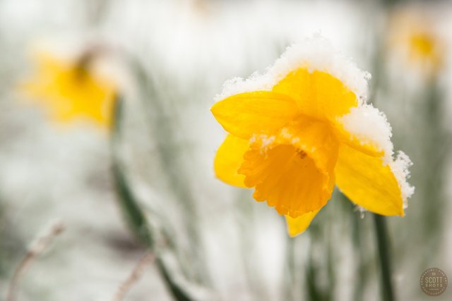 Snowy Daffodil 1.jpg