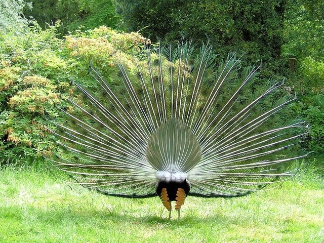 peacock-398562_960_720.jpg