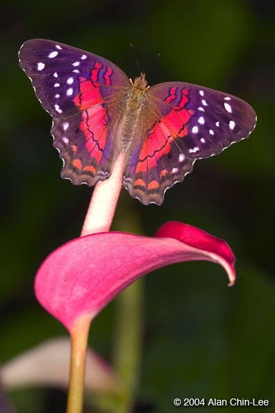 FLMNH - Butterfly Rainforest - Image Gallery Search Results.jpeg