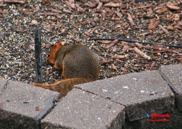 squirrel IMG_0230.JPG