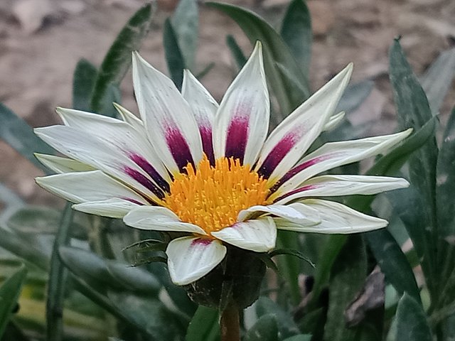 IMG20250401175919.jpg