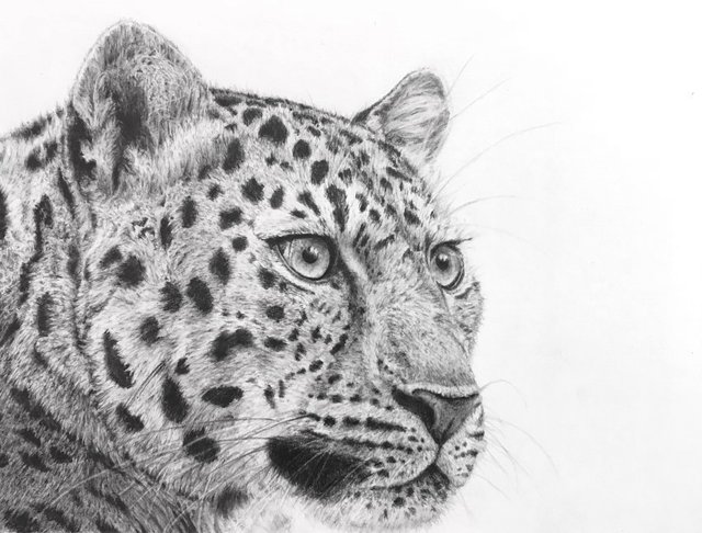 leopard-pencil-drawing.jpg