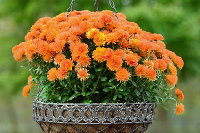 orange-mums-pmillera4.jpg