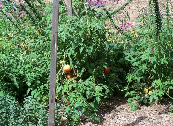 Big garden - eating tomato crop Sept. 2018.jpg