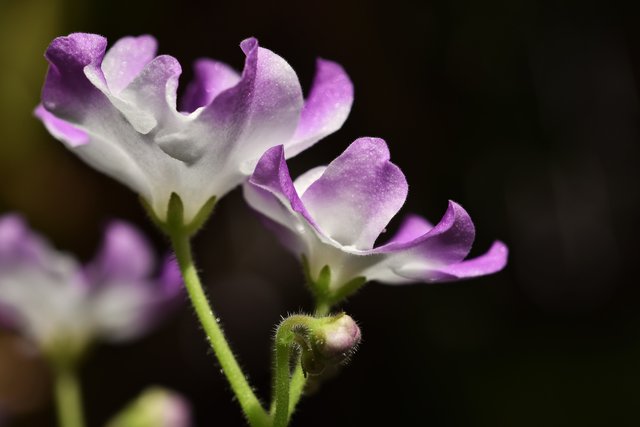 African violet white-purple 1.jpg