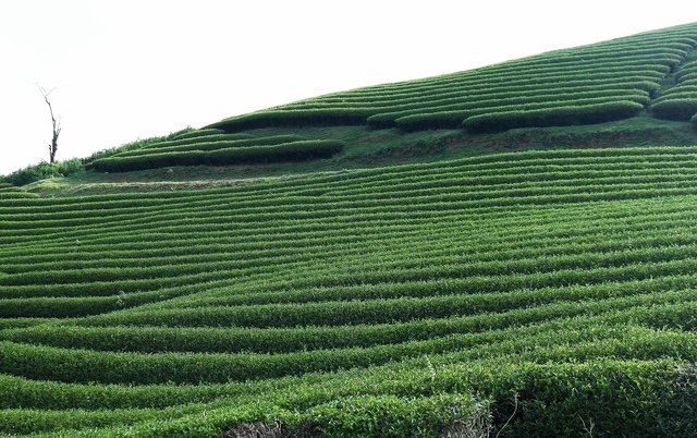 tea-plantation-6561654_1920.jpg