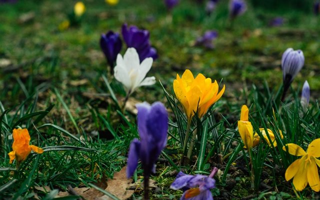 Lilies and Iris.jpg