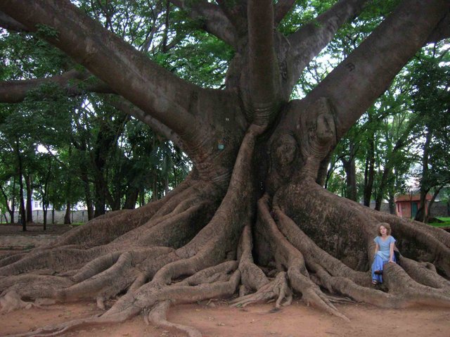 tree,ks.jpg