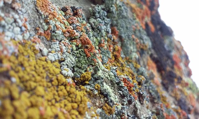 Beautiful Lichen.jpg