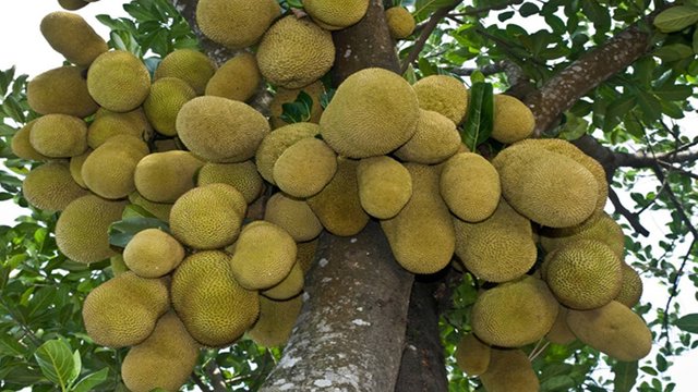 jackfruit.jpg