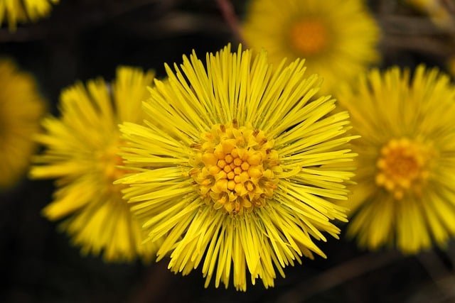 coltsfoot-9491300_640.jpg