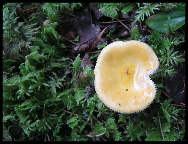 yellow mushroom in the moss.JPG