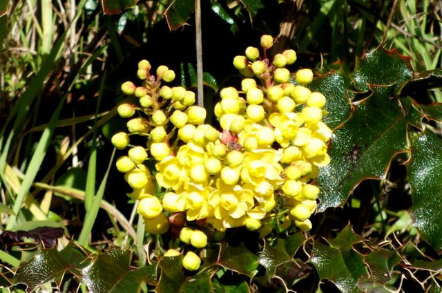 x001-GrapeMahonia.jpg