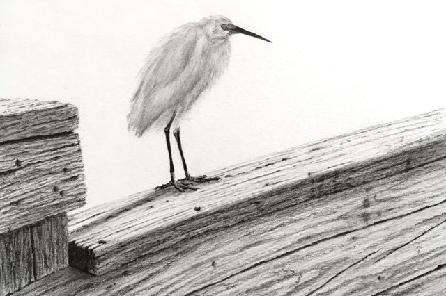 snowy-egret-drawing.jpg