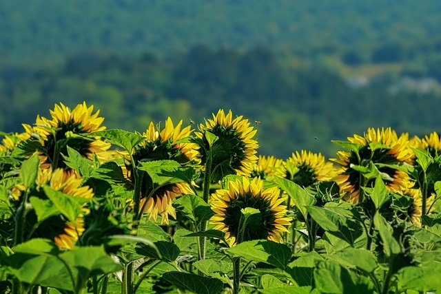 nature-3520280_640.jpg