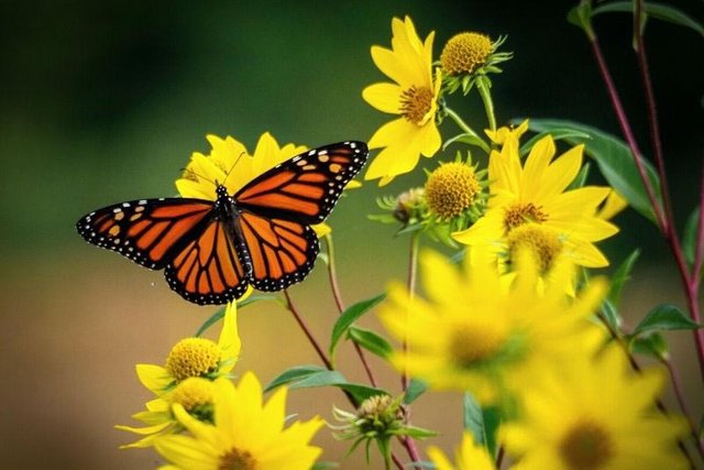 Butterflies-Paros.jpg