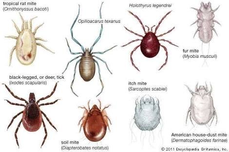 Economic Importance of Mites(Acarines) — Steemit Economic Importance of Mites(Acarines) — Steemit