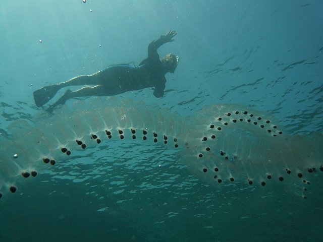 960px-Salp.jpg