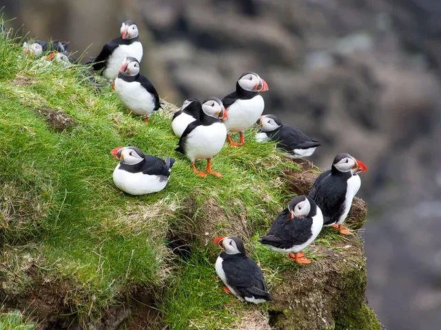 Mykines-puffins-GettyImages-178492083.jpg