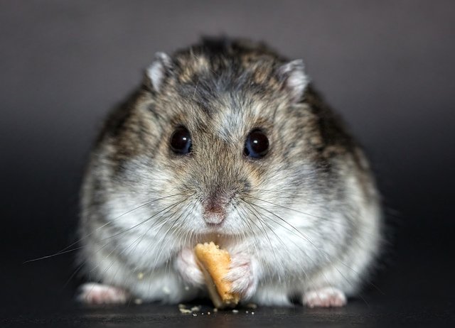 HAMSTERLORIABEWOHNER.jpg