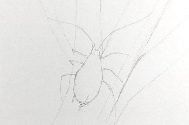 aphid-outlines-drawing.jpg