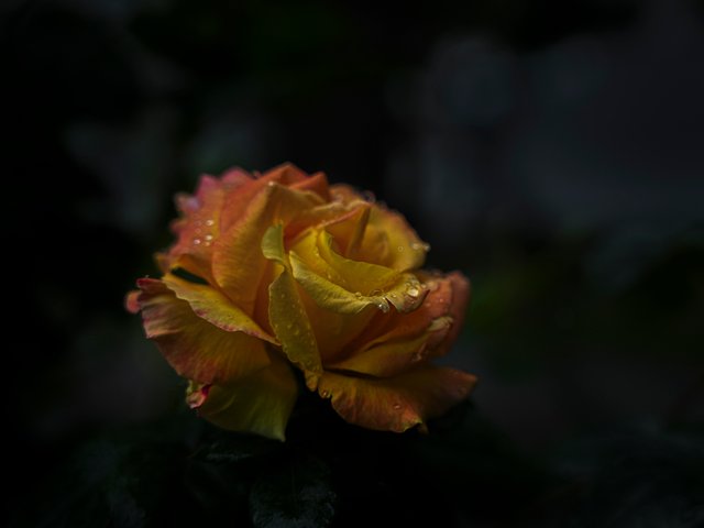 DSC05561.jpg