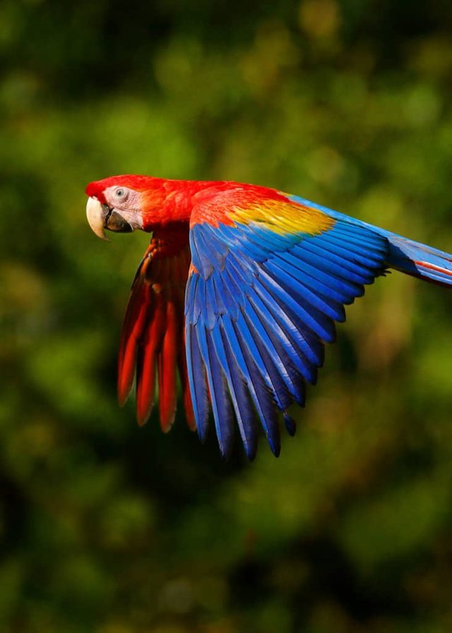 colorful-scarlet-macaw-731x1024.jpg