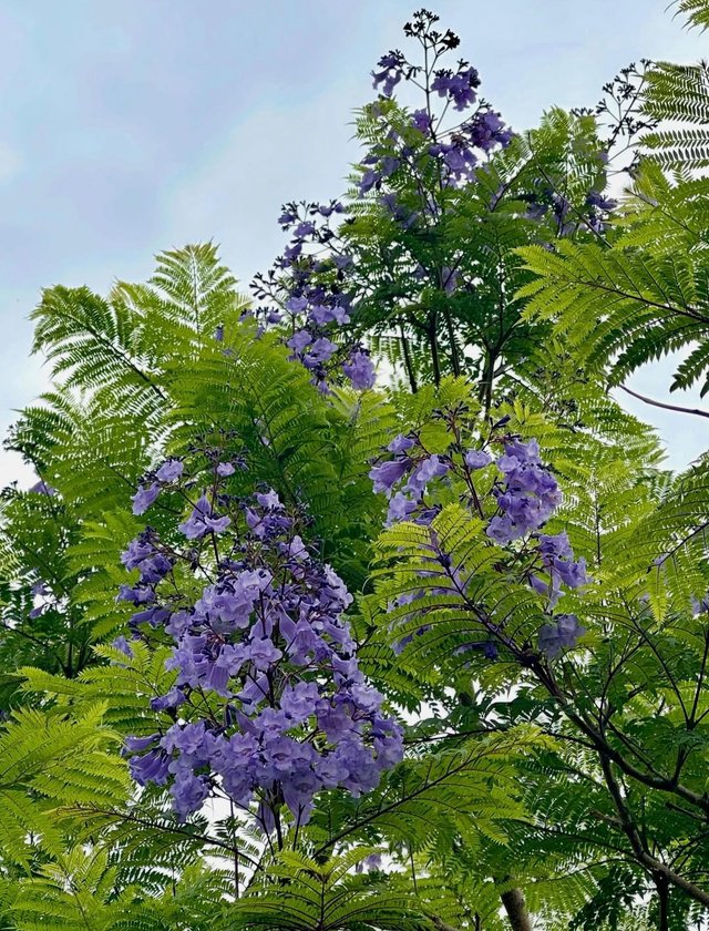 IMG_20250621_093728.jpg